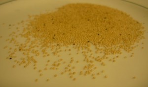 Amaranth grains
