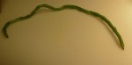 Chinese Long Bean
