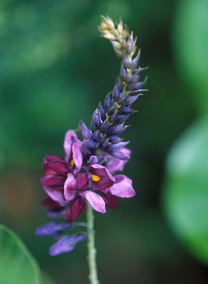 Kudzu flower