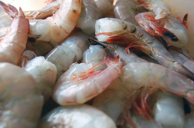 Gulf shrimp