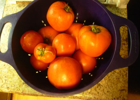 Too many tomatoes!